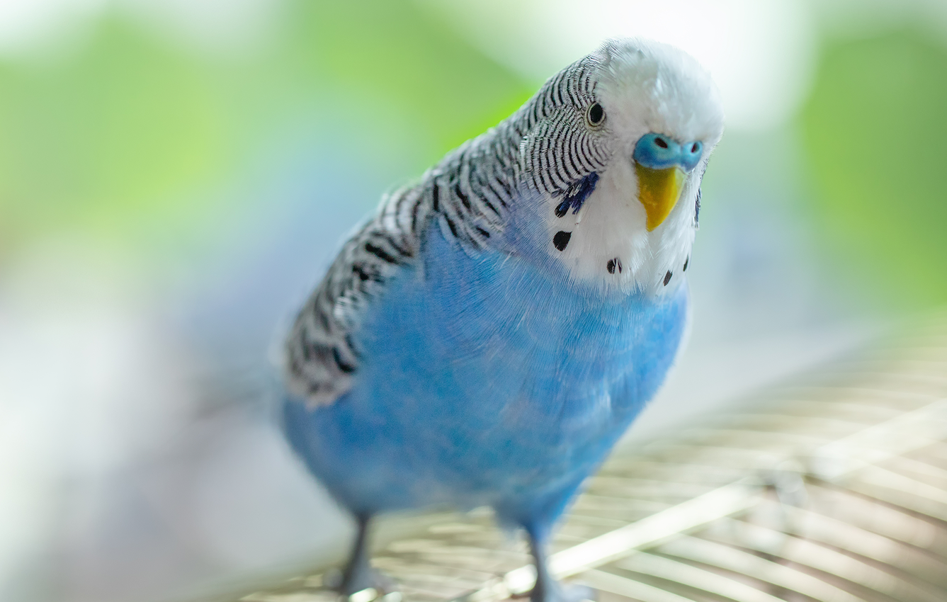 インコ