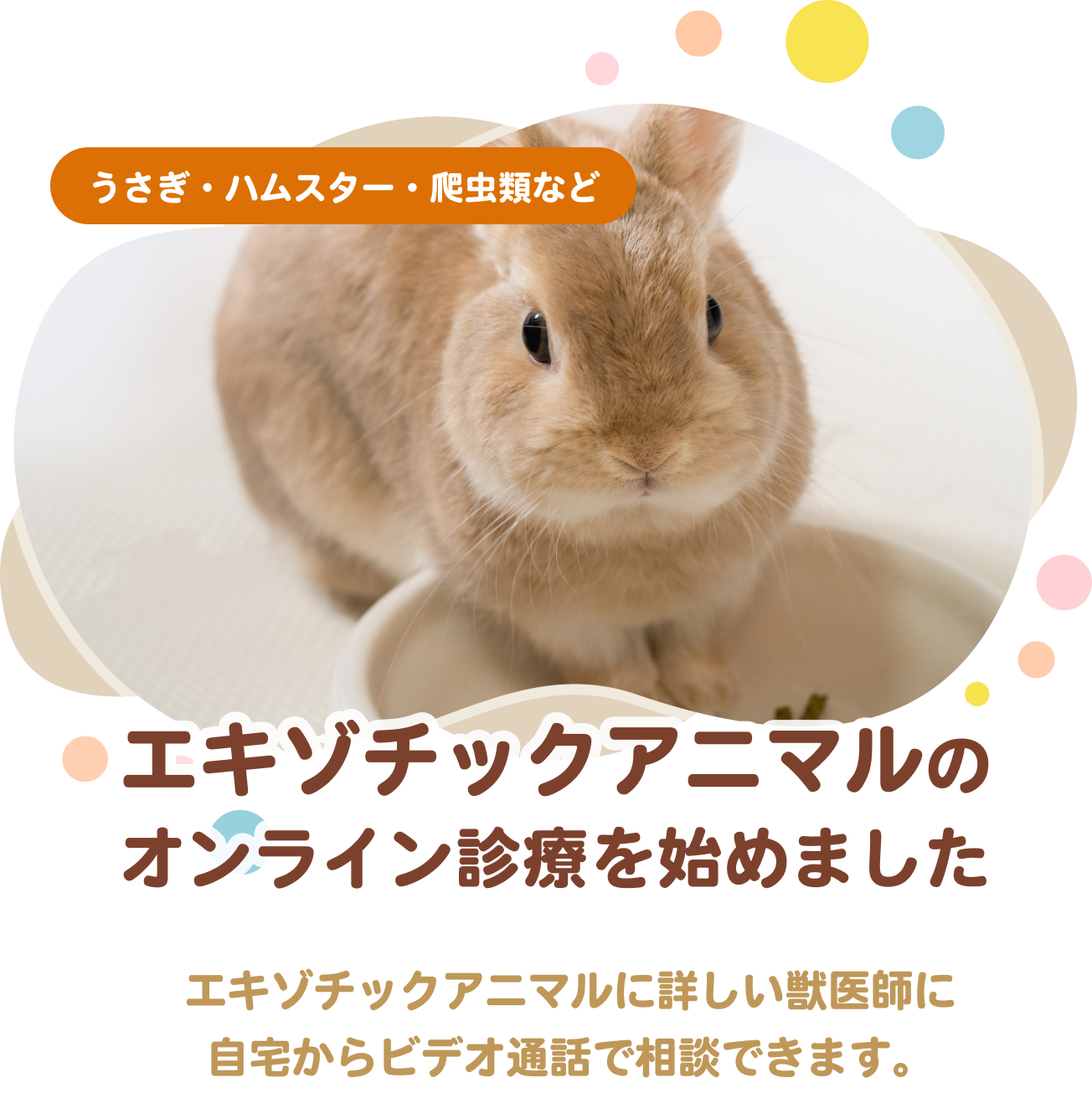 エキゾチックアニマルのオンライン診療を始めました