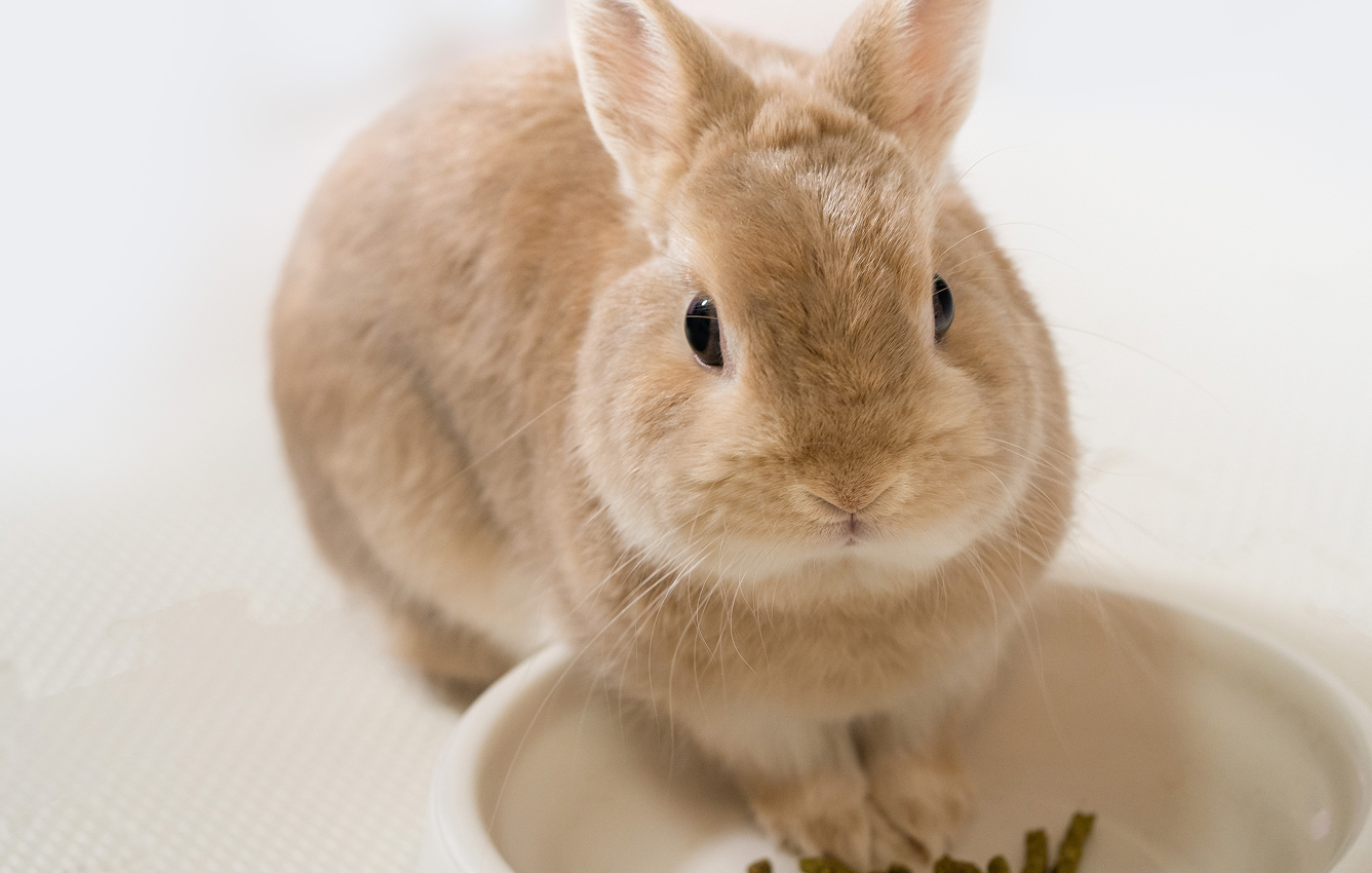 うさぎ